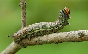 Attēlu rezultāti vaicājumam “Thecabius affinis imago”