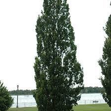 Attēlu rezultāti vaicājumam “Quercus robur Fastigiata”