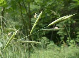 Attēlu rezultāti vaicājumam “Brachypodium pinnatum”