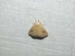 Attēlu rezultāti vaicājumam “Rivula sericealis”