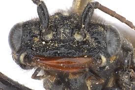 Attēlu rezultāti vaicājumam “Acantholyda posticalis”