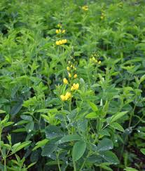 Attēlu rezultāti vaicājumam “Circaea alpina flower”