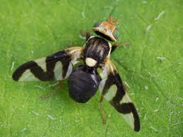 Attēlu rezultāti vaicājumam “Urophora cardui”