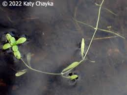 Attēlu rezultāti vaicājumam “Callitriche verna leaf”
