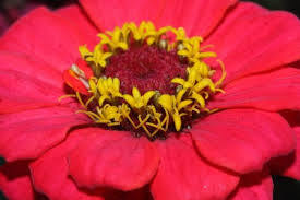 Image result for Zinnia violacea