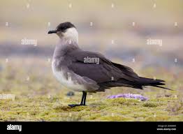 Attēlu rezultāti vaicājumam “Stercorarius parasiticus”