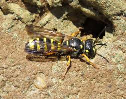 Attēlu rezultāti vaicājumam “Cerceris arenaria”