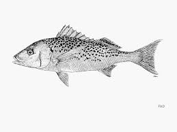 Image result for Pomadasys commersonnii