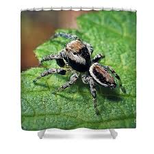 Attēlu rezultāti vaicājumam “Evarcha falcata male”