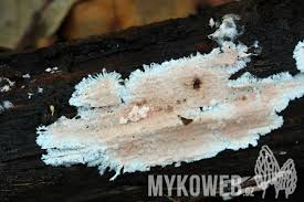 Attēlu rezultāti vaicājumam “Corticium roseum”