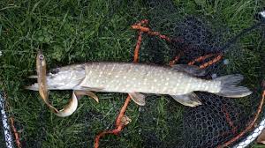Image result for The Lancaster Fish