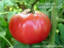 Afbeeldingsresultaat voor brandywine sudduth tomato