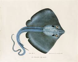 Image result for Myliobatis aquila