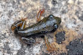 Attēlu rezultāti vaicājumam “Rana temporaria”