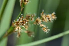 Attēlu rezultāti vaicājumam “Cladium mariscus bud”