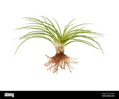 Attēlu rezultāti vaicājumam “Isoetes echinospora leaf”