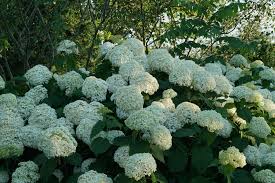 Attēlu rezultāti vaicājumam “Hydrangea arborescens”
