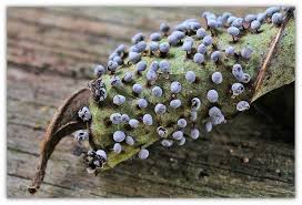 Attēlu rezultāti vaicājumam “Didymium bahiense macro”