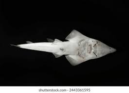 Image result for Rhynchobatus australiae