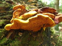 Attēlu rezultāti vaicājumam “Pseudomerulius aureus”