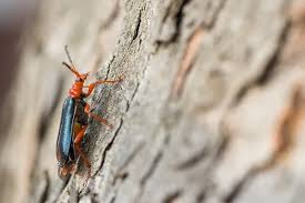 Attēlu rezultāti vaicājumam “Rhamnusium bicolor”