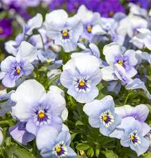 Image result for Hornveilchen