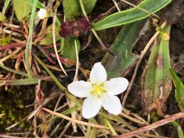 Attēlu rezultāti vaicājumam “Sagina nodosa flower”