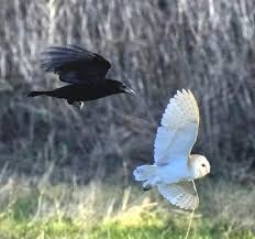 Image result for Merseyside Ravens