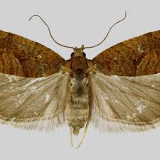 Attēlu rezultāti vaicājumam “Epinotia sordidana”