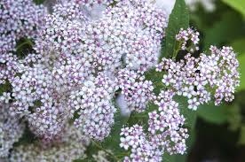 Attēlu rezultāti vaicājumam “Spiraea”