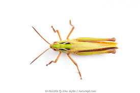 Attēlu rezultāti vaicājumam “Omocestus viridulus”