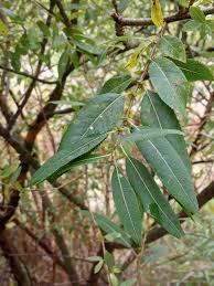 Attēlu rezultāti vaicājumam “Salix triandra leaf”