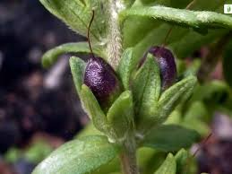 Attēlu rezultāti vaicājumam “Odontites vulgaris flower”