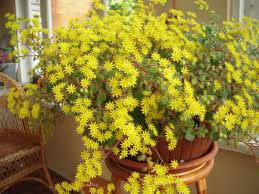 Image result for Aichryson