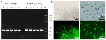 Attēlu rezultāti vaicājumam “Cordyceps farinosa”
