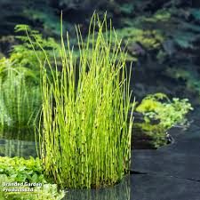 Attēlu rezultāti vaicājumam “Equisetum fluviatile”