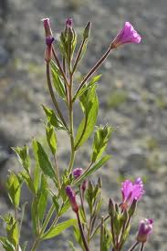 Attēlu rezultāti vaicājumam “Epilobium hirsutum leaf”