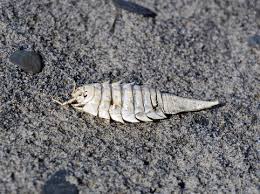 Attēlu rezultāti vaicājumam “Saduria entomon”