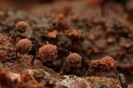 Attēlu rezultāti vaicājumam “Cribraria cancellata spores”