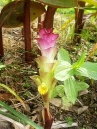 Attēlu rezultāti vaicājumam “Galega orientalis bud”