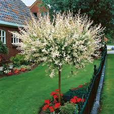 Attēlu rezultāti vaicājumam “Salix”