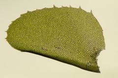 Attēlu rezultāti vaicājumam “Plagiochila porelloides sporophyte”