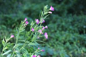 Attēlu rezultāti vaicājumam “Epilobium parviflorum”