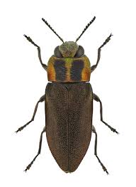 Attēlu rezultāti vaicājumam “Tetratoma fungorum”