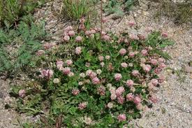 Attēlu rezultāti vaicājumam “Trifolium hybridum flower”