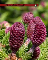 Attēlu rezultāti vaicājumam “Picea abies male flower”