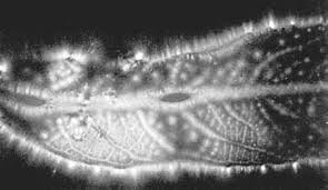 Image result for Jakub Jodko-Narkiewicz Kirlian