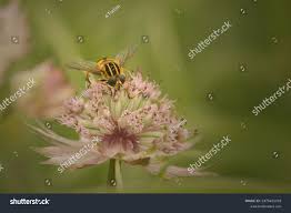 Attēlu rezultāti vaicājumam “Helophilus hybridus”
