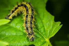 Attēlu rezultāti vaicājumam “Aglais urticae underside”