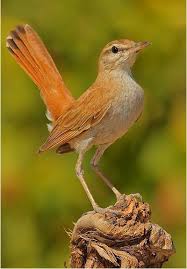 Image result for Cercotrichas galactotes